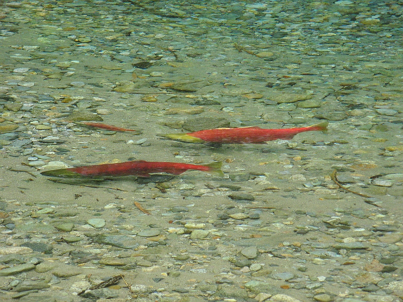 IMG_2519.JPG - Spawning Kokanee