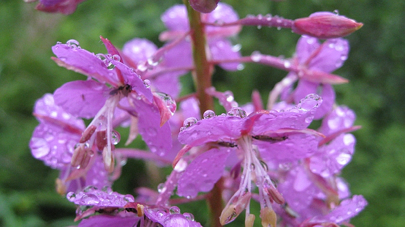 IMG_5109.JPG - Pink Fireweed