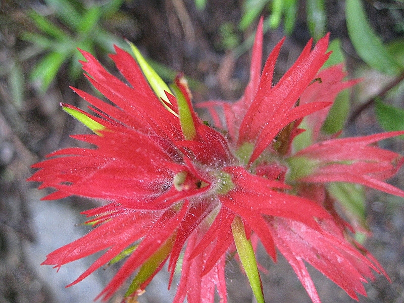 IMG_5118.JPG - Indian Paintbrush