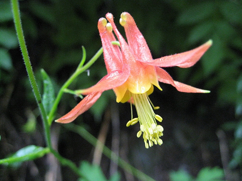 IMG_5125.JPG - Columbine
