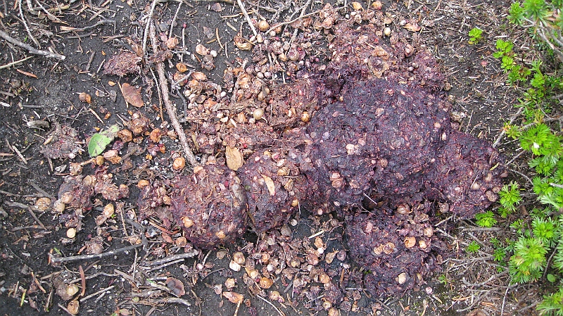 IMG_5236.JPG - Bear Scat